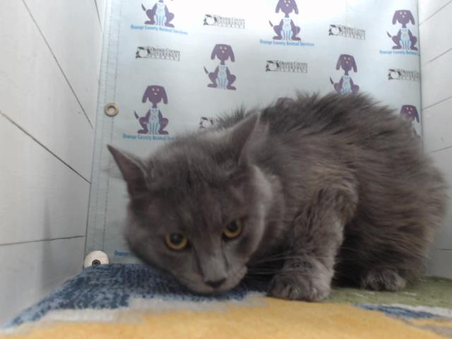 adoptable Cat in Orlando, FL named GIZMO