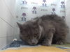 adoptable Cat in  named GIZMO