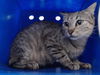 adoptable Cat in orlando, FL named *GUINEVERE