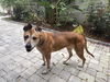 adoptable Dog in orlando, FL named *BUMBLE BEE