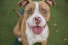 adoptable Dog in orlando, FL named *HASSELHOFF