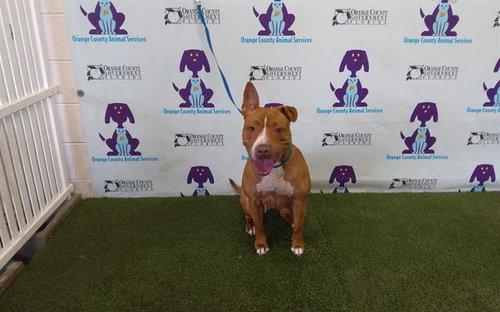 picture of the dog needing adoption