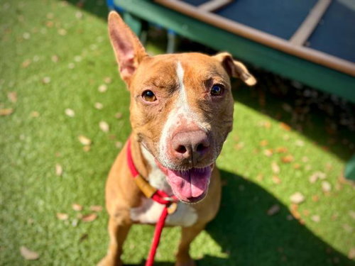 picture of the dog needing adoption