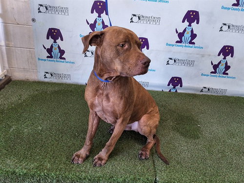 picture of the dog needing adoption