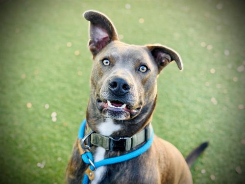 picture of the dog needing adoption