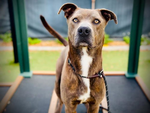 picture of the dog needing adoption