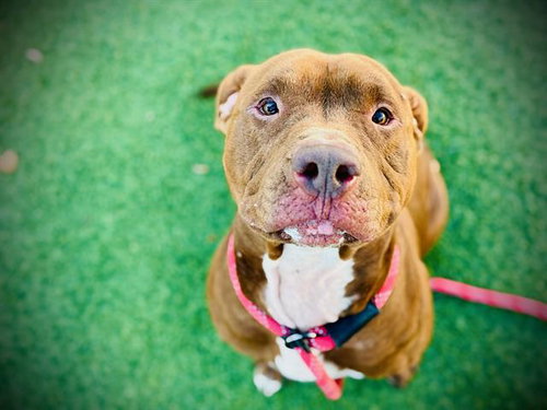 picture of the dog needing adoption