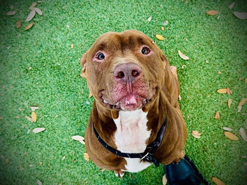 picture of the dog needing adoption