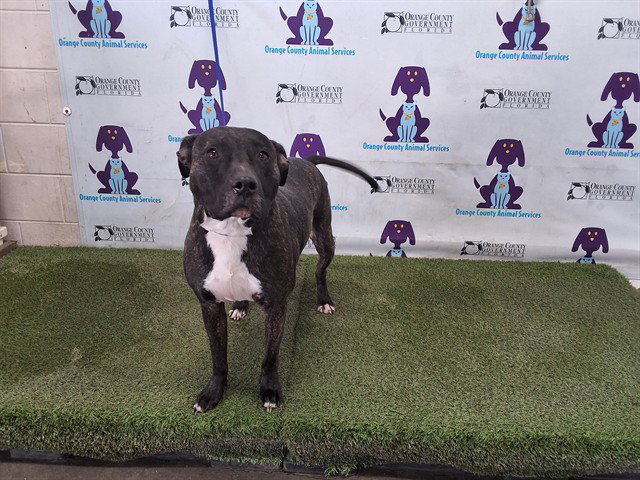 Pit Bull