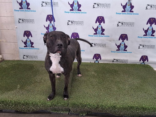 picture of the dog needing adoption