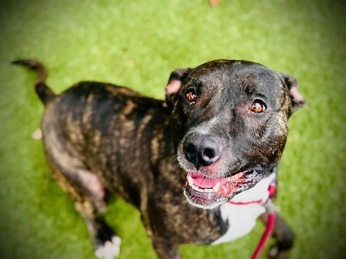 picture of the dog needing adoption