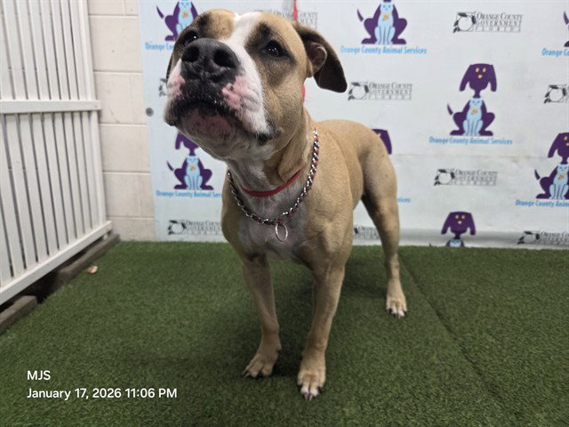 Boxer