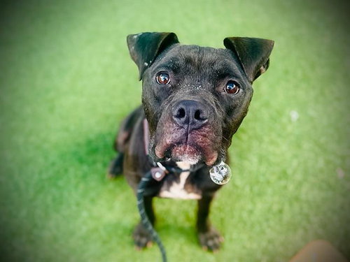 picture of the dog needing adoption
