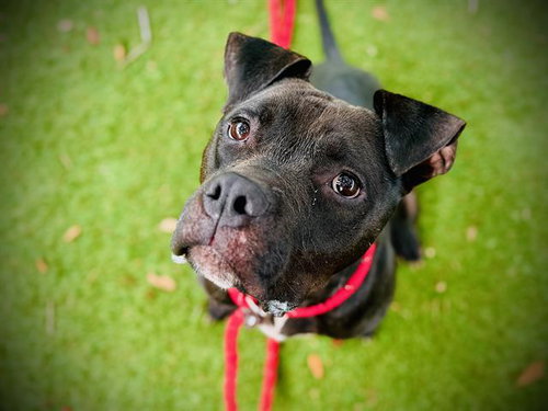 picture of the dog needing adoption