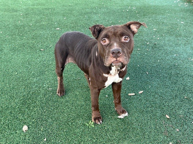 Pit Bull