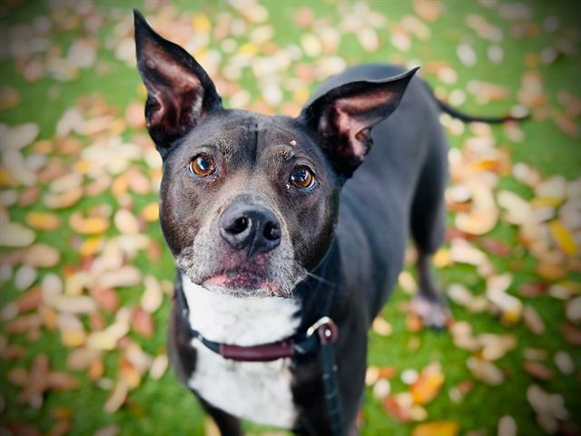 Kona