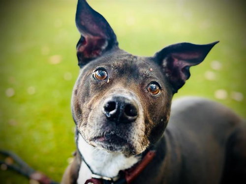 KONA, an adoptable Labrador Retriever in Orlando, FL