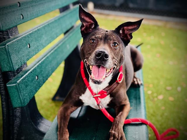KONA