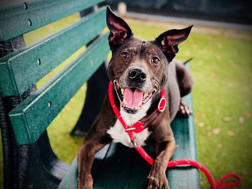 picture of the dog needing adoption