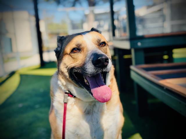 Carolina Dog