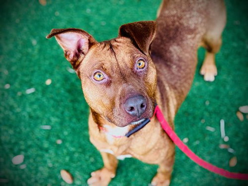 *PUFFIN, an adoptable Redbone Coonhound in Orlando, FL