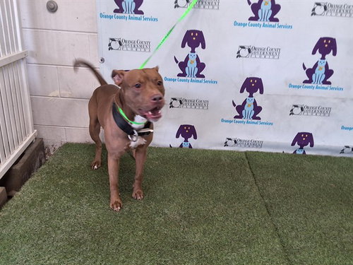 picture of the dog needing adoption