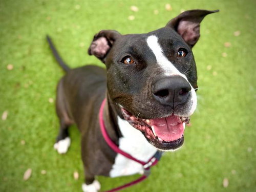 DAISY, an adoptable Pit Bull Terrier in Orlando, FL