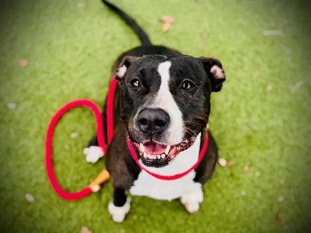 Daisy - Pit Bull Terrier