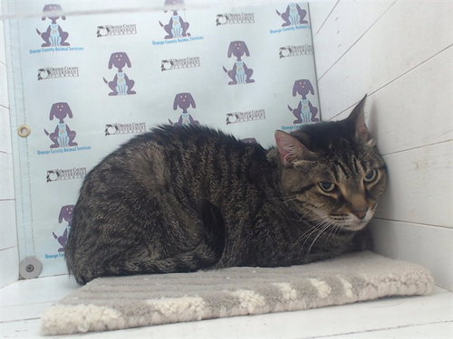 picture of the cat needing adoption