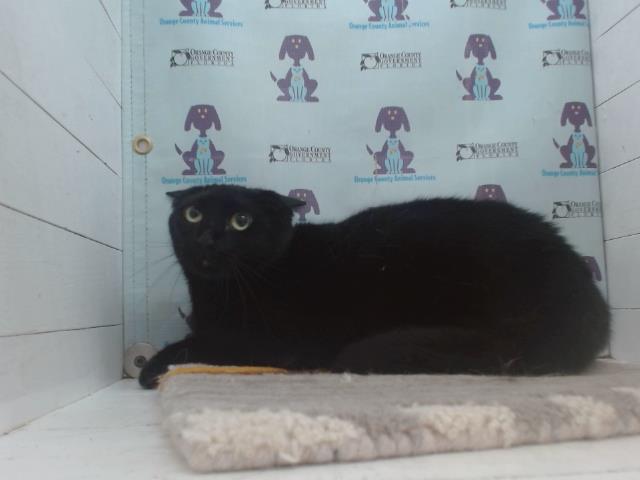 *MEOWDONNA Image
