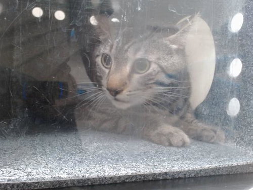picture of the cat needing adoption