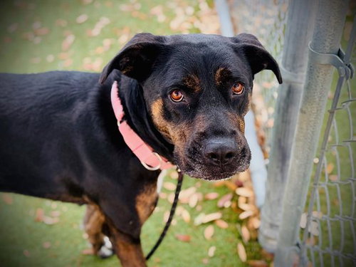 picture of the dog needing adoption