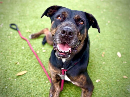 MAZZEO, an adoptable Catahoula Leopard Dog in Orlando, FL