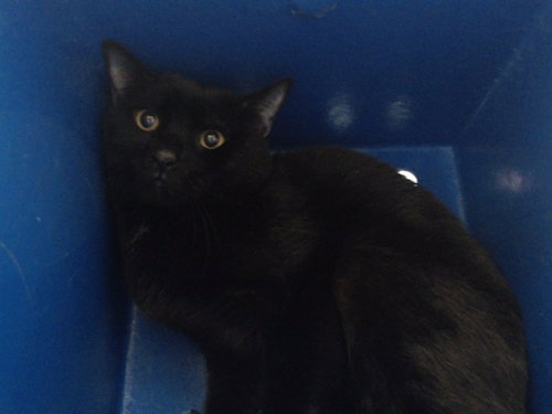 CAT, an adoptable Domestic Short Hair in Orlando, FL