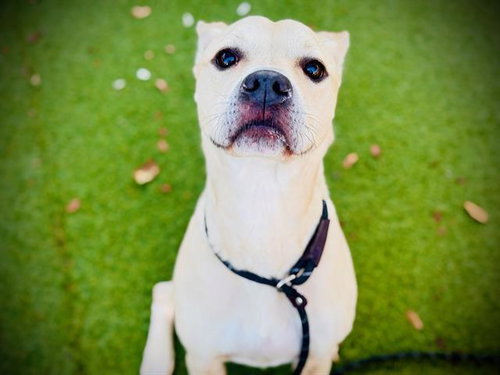 picture of the dog needing adoption