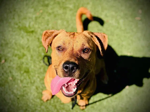 Dude - Labrador Retriever