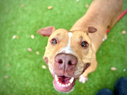 picture of the dog needing adoption