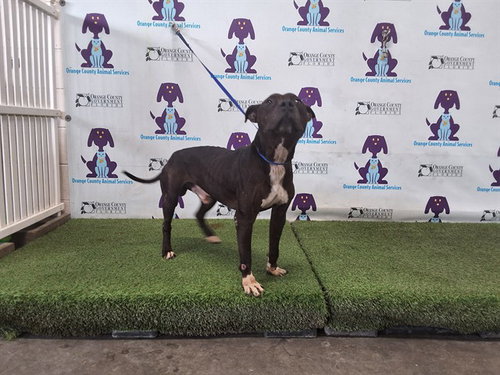 picture of the dog needing adoption