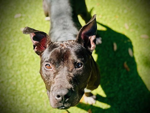*THEOREM, an adoptable Pit Bull Terrier in Orlando, FL