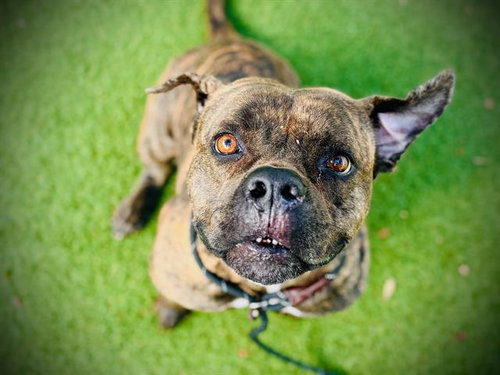 *MAGGIE, an adoptable American Staffordshire Terrier in Orlando, FL