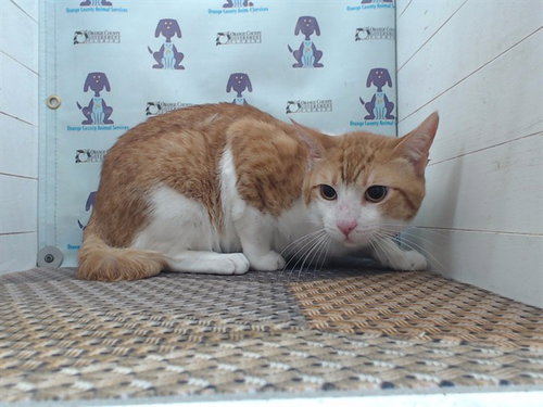 SONIC, an adoptable Domestic Short Hair in Orlando, FL