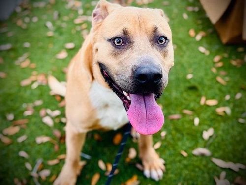 picture of the dog needing adoption