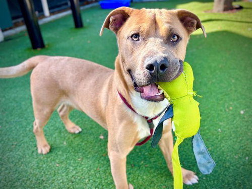 picture of the dog needing adoption
