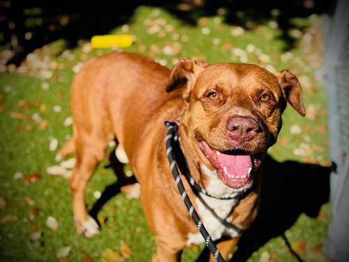 picture of the dog needing adoption