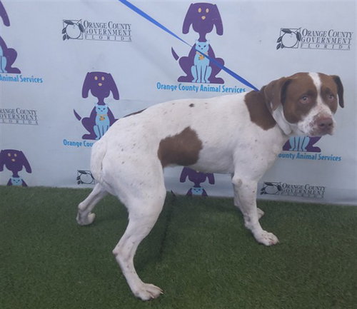 MARCO, an adoptable Boxer in Orlando, FL