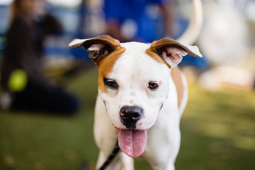 picture of the dog needing adoption