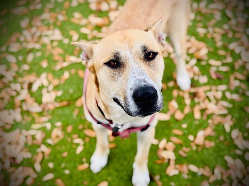*MAGNOLIA, an adoptable Carolina Dog in Orlando, FL