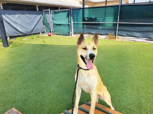 picture of the dog needing adoption