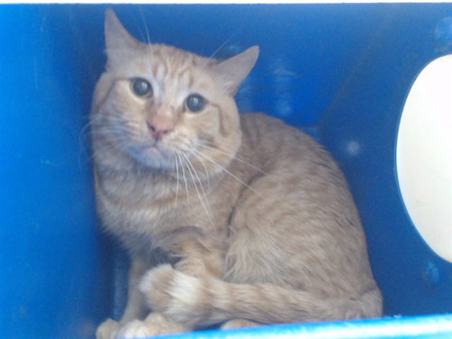 picture of the cat needing adoption