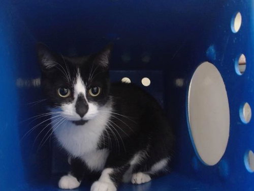STORMY, an adoptable Domestic Short Hair in Orlando, FL